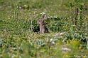 Lapin 8429_wm